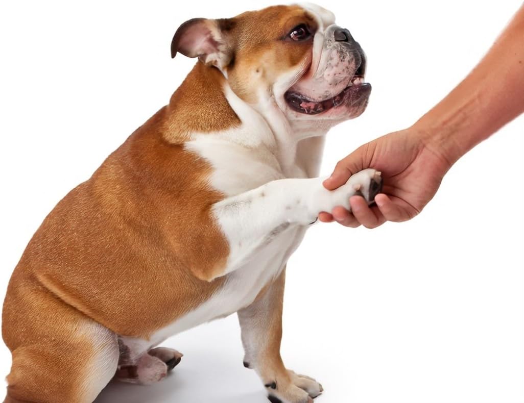 Ultrasonic Anti-Bark Device