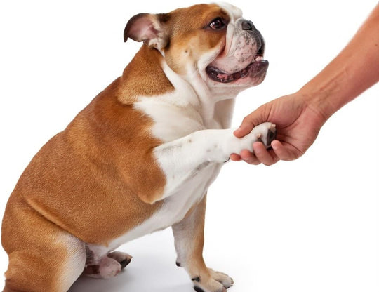 Ultrasonic Anti-Bark Device