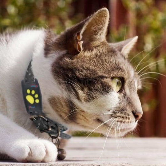 Collier GPS pour chat | Appareil de surveillance de localisation en temps réel