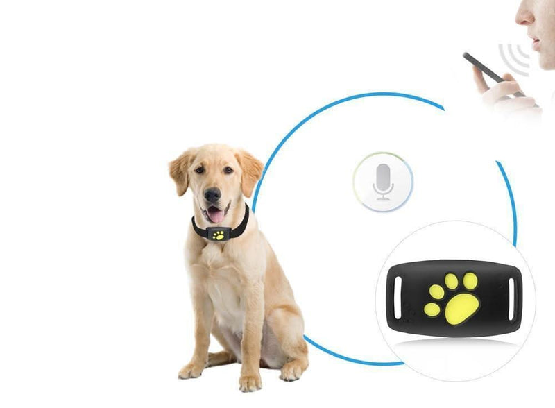 Collier GPS pour chat | Appareil de surveillance de localisation en temps réel