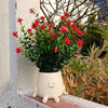 Hangende Succulenten Pot