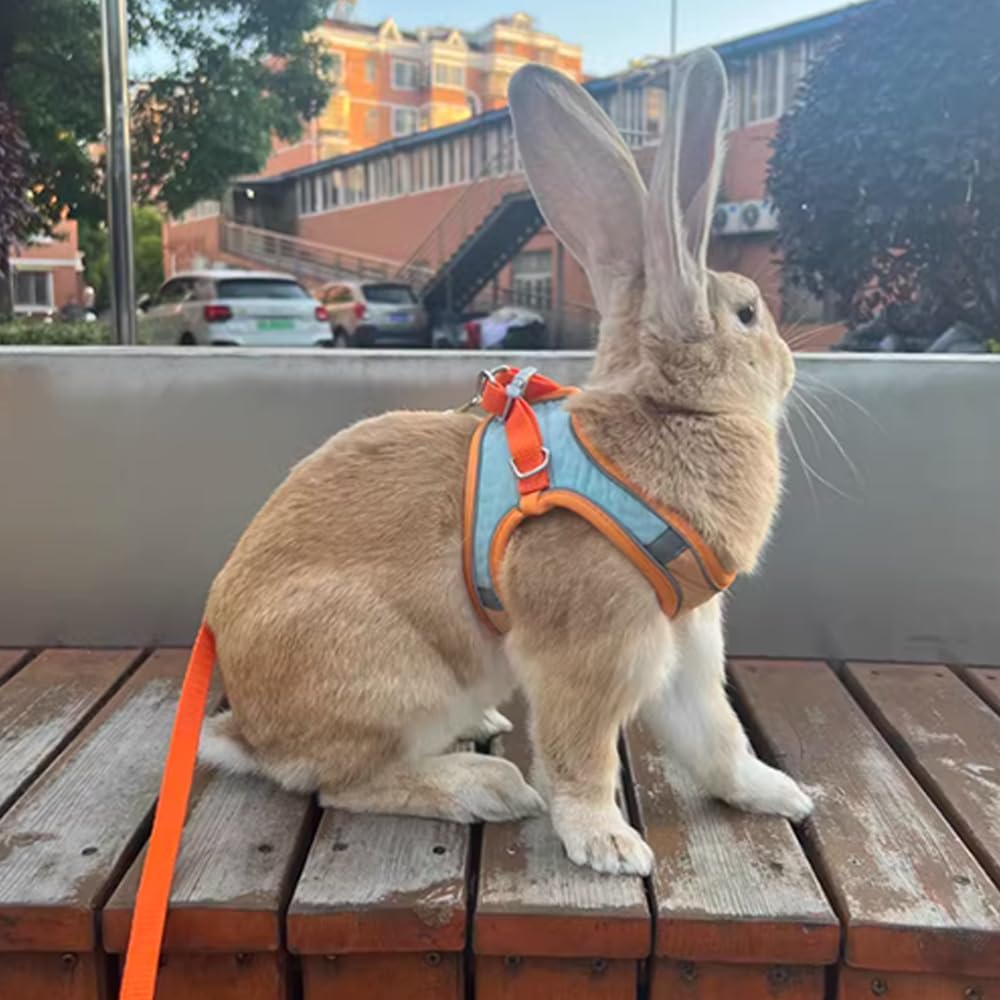 PawTrek – Harnais confortable pour chat avec laisse pour aventures en plein air