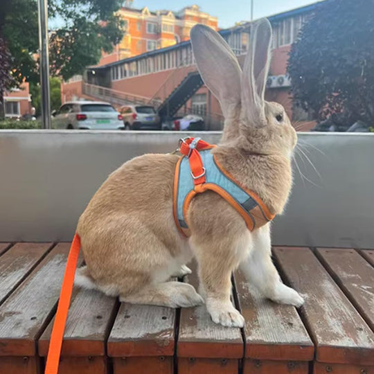 PawTrek – Harnais confortable pour chat avec laisse pour aventures en plein air