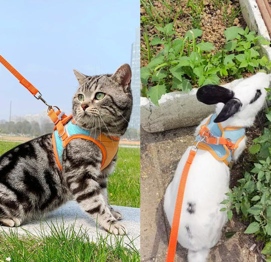 PawTrek – Harnais confortable pour chat avec laisse pour aventures en plein air