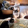 Interactief Kattenkruid Visspeeltje – Kauwen, Schoppen Spelen voor Binnenkatten