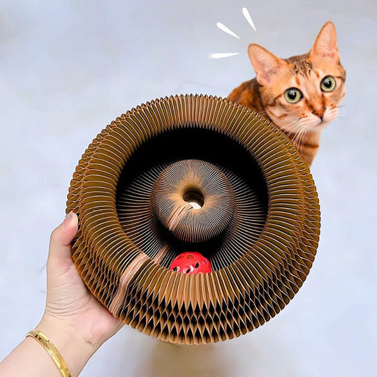 Graffiatoio per gatti espandibile | Pista con palline interattiva e tunnel gioco