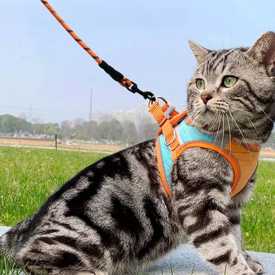 PawTrek – Harnais confortable pour chat avec laisse pour aventures en plein air