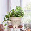 Hangende Succulenten Pot