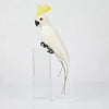 BirdieFigurine| Decoratieve Hangende Papegaaien Set